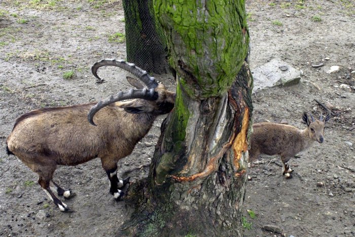 Ilustračný obrázok k článku Košická zoo sa rozšíri o jeden hektár: Pribudnú vzácne kozorožce