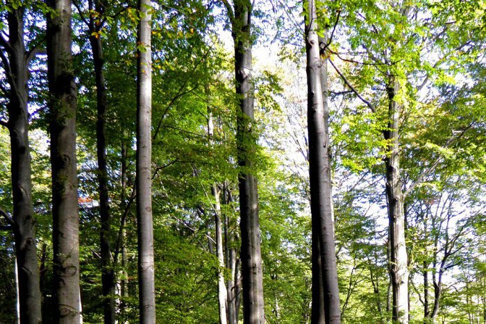 Ilustračný obrázok k článku Nešťastie v lese neďaleko Košíc: Na muža (†54) spadol strom, zraneniam podľahol
