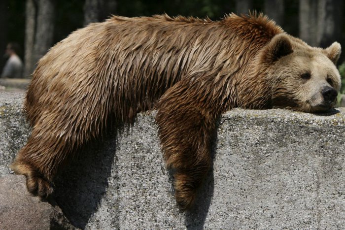 Ilustračný obrázok k článku Teplomilné zvieratá v košickej zoo zazimovali: Medveďom sa však do spánku príliš nechce
