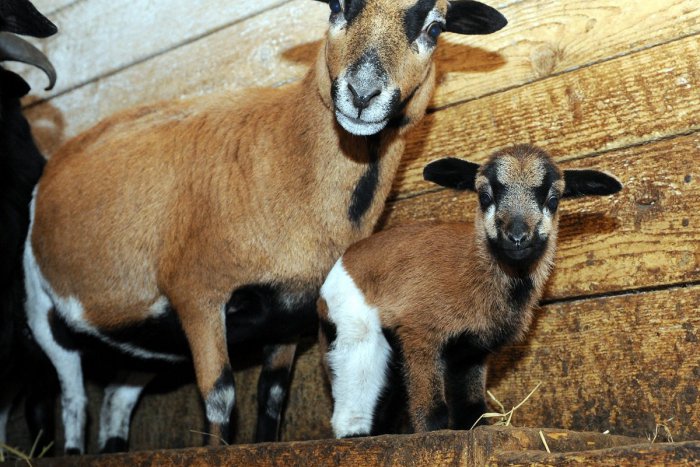 Ilustračný obrázok k článku Nový prírastok v košickej zoo: Do ovčej rodinky pribudli štyri mláďatká