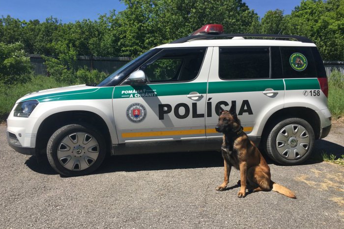 Ilustračný obrázok k článku Policajti na Ťahanovciach pod paľbou: Policajný pes Nyko v akcii!