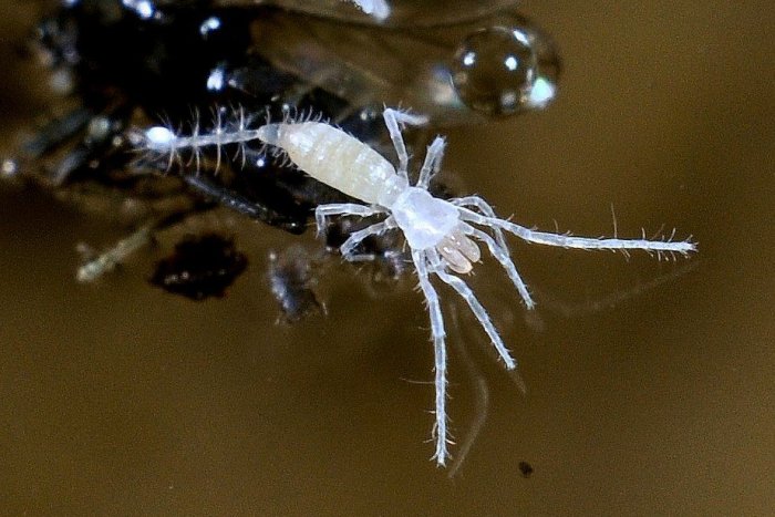 Ilustračný obrázok k článku Košickí vedci objavili pavúky, o ktorých sa u nás nevedelo: A teraz prišlo ďalšie prekvapenie!