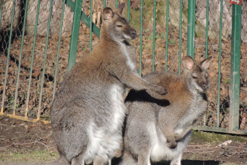 Ilustračný obrázok k článku Košická zoo má pre zaľúbené páry prekvapenie: Stačí sa pobozkať