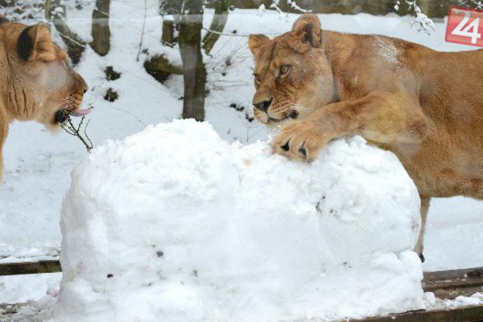 Ilustračný obrázok k článku Kuriozita v košickej zoo: Deti vytvorili pre levice snehové kinderko, pozrite čo bolo vnútri! FOTO