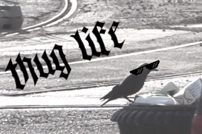 Ilustračný obrázok k článku Thug life videá zabávajú celý svet: V Košiciach však máme vlastného rebela! VIDEO