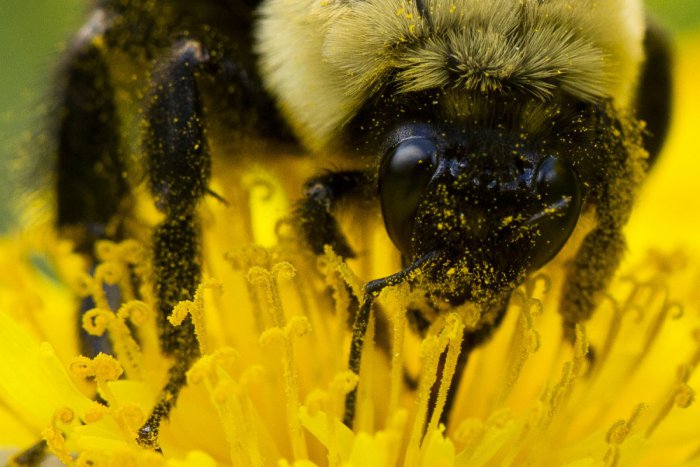 Ilustračný obrázok k článku FOTO od vás: Ťahanovčanom znepríjemňuje život roj včiel, hasiči v akcii!