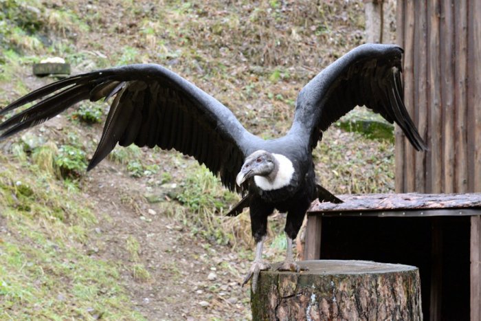 Ilustračný obrázok k článku Košická zoo sa teší novému členovi: Samica kondora obýva novú voliéru