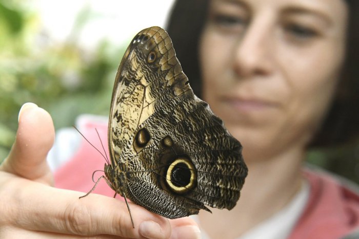 Ilustračný obrázok k článku V Košiciach na ľudí čaká nádherný pohľad: Tisíce motýľov z trópov, FOTO