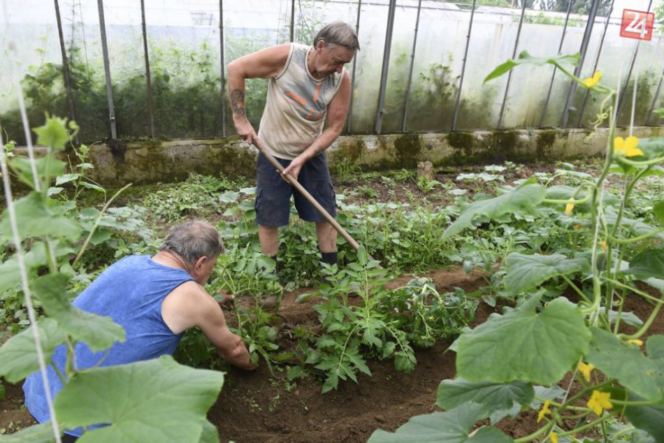 Ilustračný obrázok k článku V útulku Oáza v Bernátovciach už klienti zbierajú úrodu