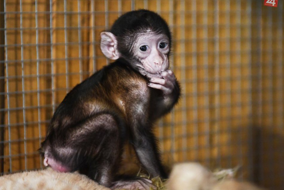 Ilustračný obrázok k článku Mláďatko makaka musia v košickej zoo kŕmiť z fľaše, aby prežilo