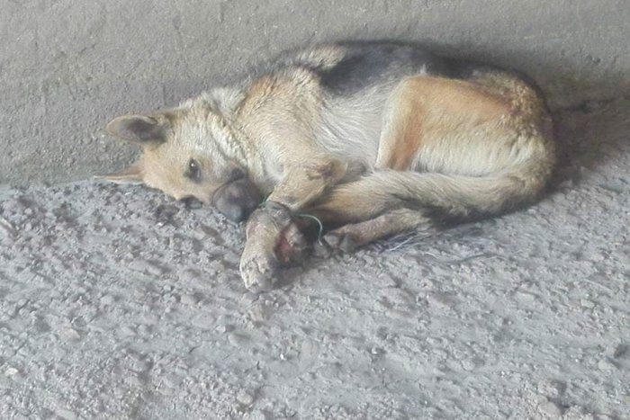 Ilustračný obrázok k článku Surové týranie psa pri Košiciach má dohru: Polícia obvinila dve mladistvé osoby