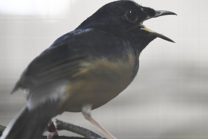 Ilustračný obrázok k článku VIDEO: V košickej zoologickej záhrade chovajú ohrozené vtáky s najkrajším spevom