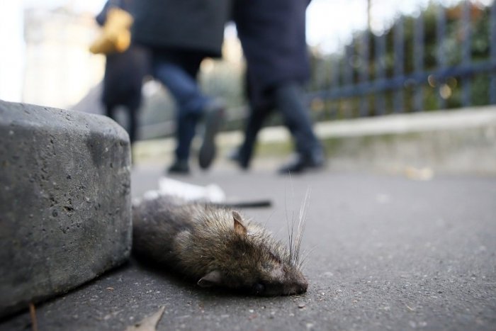 Ilustračný obrázok k článku KVP bojuje s premnoženými potkanmi. Starosta považuje stav za ohrozenie zdravia obyvateľstva