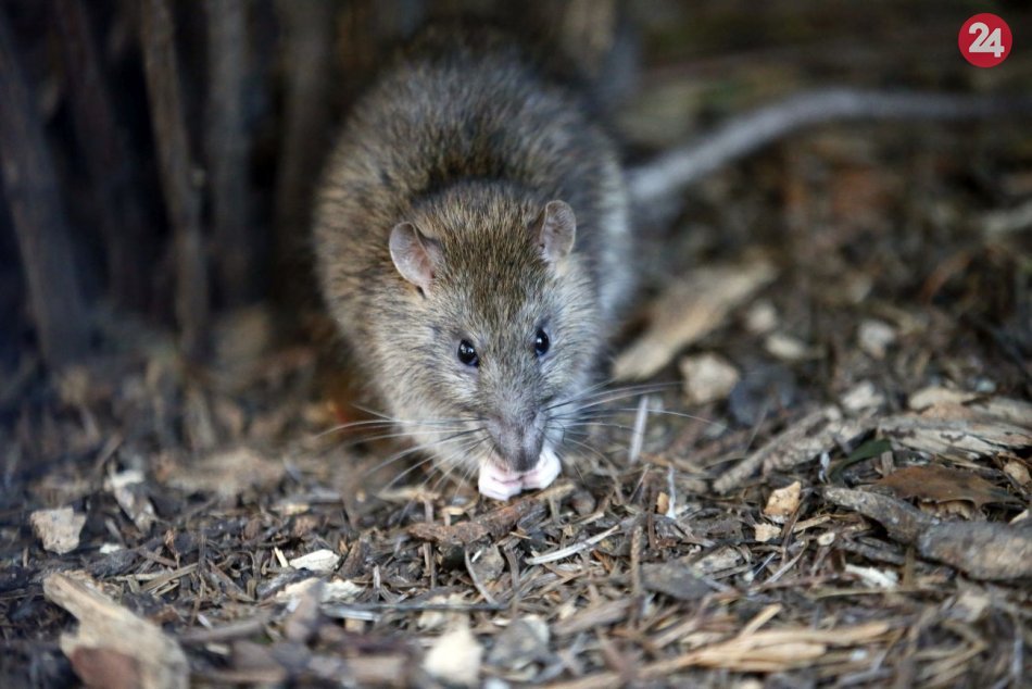 Ilustračný obrázok k článku Koniec nepríjemným stretnutiam s potkanmi! V Košiciach začala deratizácia