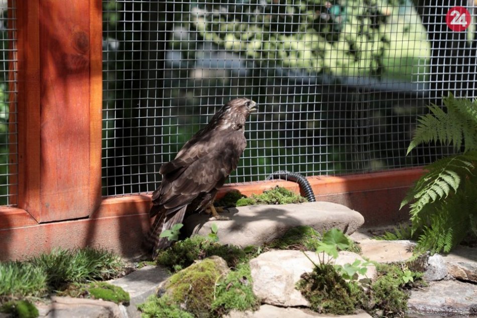 Ilustračný obrázok k článku Košická zoo je pripravená na otvorenie, pre návštevníkov majú aj rúškomat, FOTO