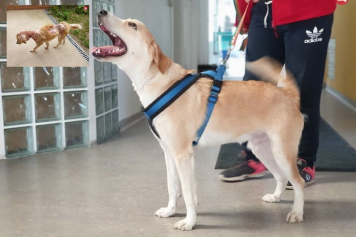 Ilustračný obrázok k článku Úžasná premena týraného psa Balua. Už mu len nájsť milujúcich majiteľov a nový domov, FOTO