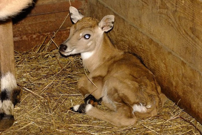 Ilustračný obrázok k článku Ako prvá sa tento rok v košickej zoo narodila antilopa nilgau