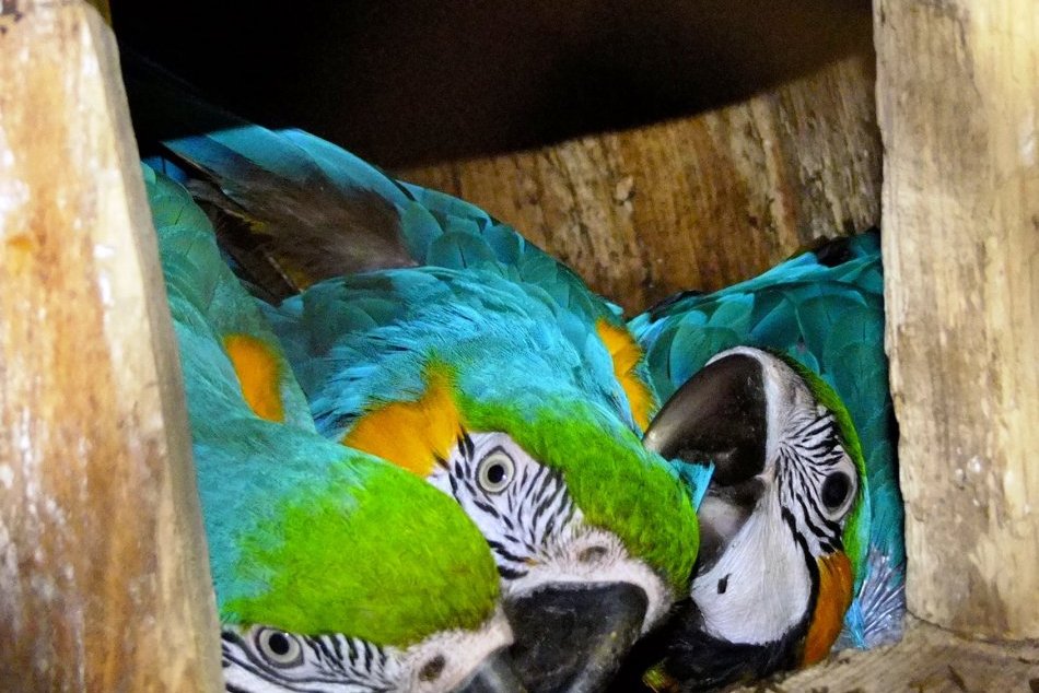 Ilustračný obrázok k článku V košickej zoo sa po dlhých rokoch vyliahli ary modro žlté, FOTO