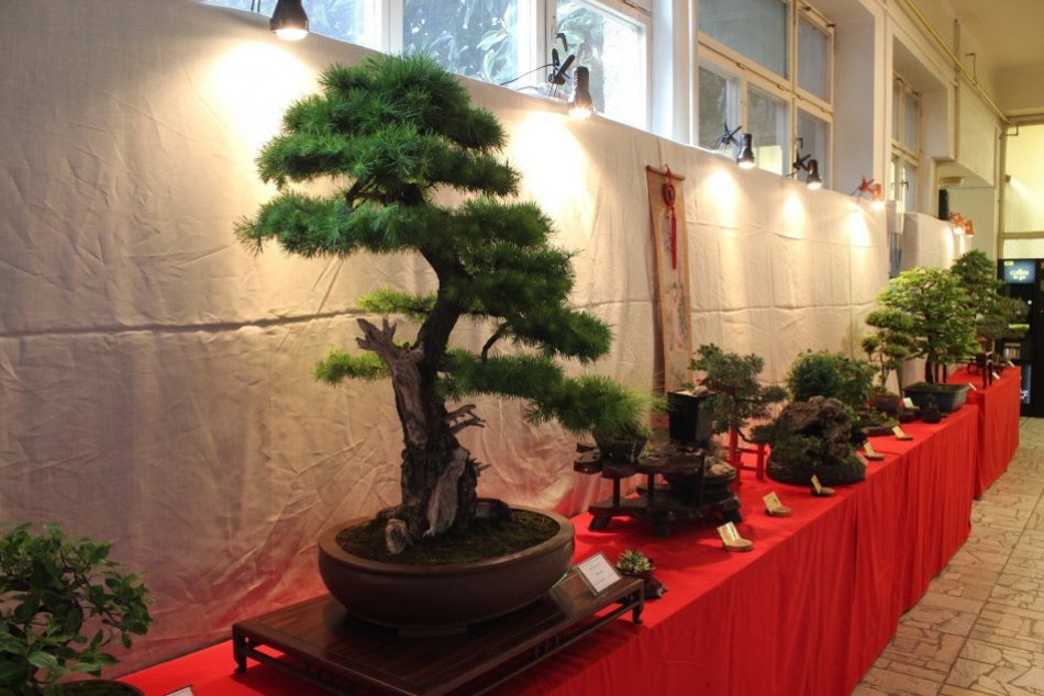 Ilustračný obrázok k článku Unikátne bonsaje uvidíte na výstave v Botanickej záhrade, FOTO