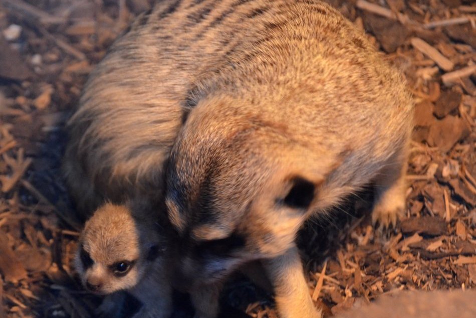 Ilustračný obrázok k článku Obľúbené surikaty v košickej zoo sa rozrástli, FOTO