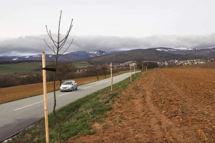 Ilustračný obrázok k článku Viac zelene pri cestách v okolí Košíc. Kraj vysadí stovky stromov