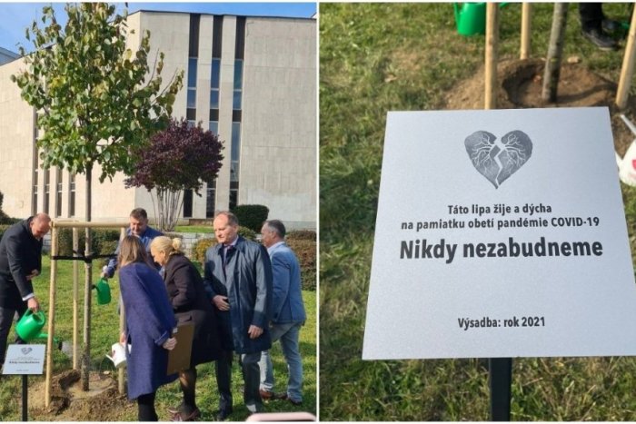 Ilustračný obrázok k článku Košice si uctili obete pandémie: Vysadili spomienkové lipy, FOTO