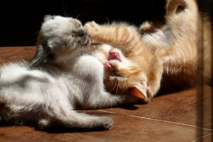 Ilustračný obrázok k článku SVET O SLOVENSKU: Majitelia mačiek, pozor! Zistite, či sa vaši miláčikovia hrajú alebo bijú