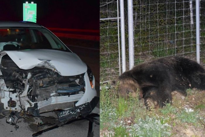 Ilustračný obrázok k článku Pri Košiciach došlo k zrážke s MEDVEĎOM: Zviera nehodu neprežilo