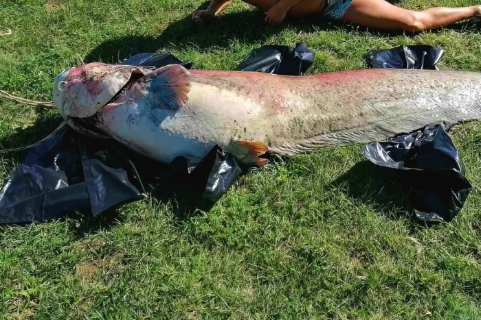 Ilustračný obrázok k článku Košičanov ohromila gigantická ryba: Internet obletela fotka OBRIEHO sumca z Jazera!