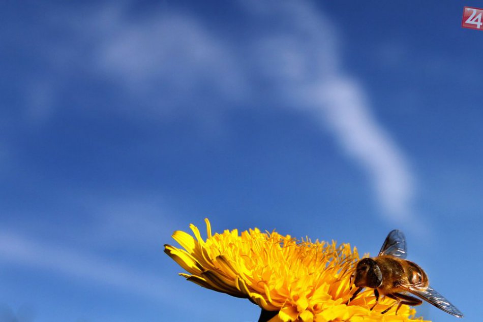 FOTO: Včely na paneláku v Ťahanovciach!