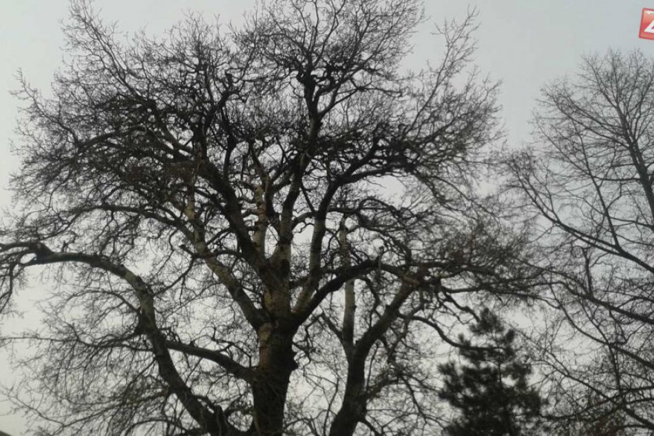 Najstarší strom v Košiciach, Topoľ biely
