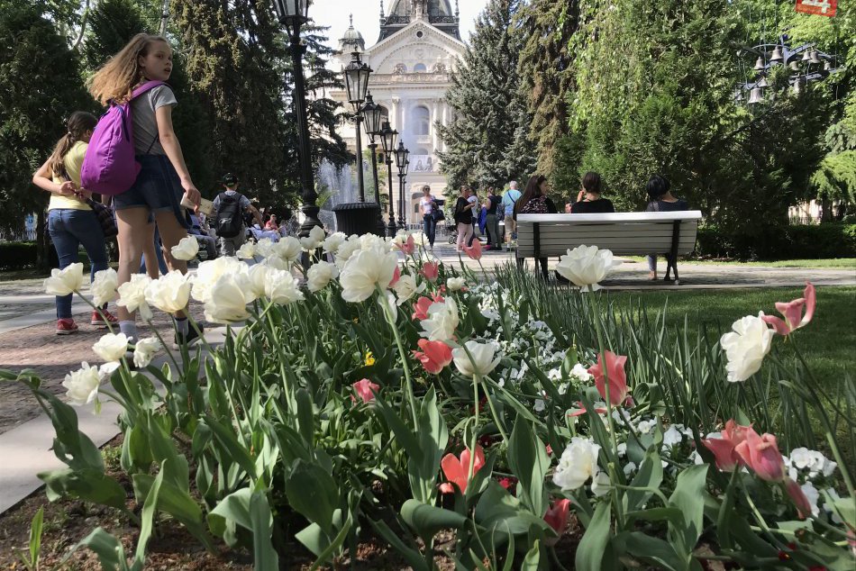 Jar sa v Košiciach predvádza v plnej kráse: Toto je fakt nádhera, FOTO